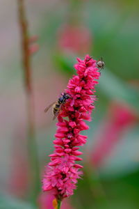 Close-up of bee pollinating on pink flower