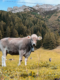Cow standing on field