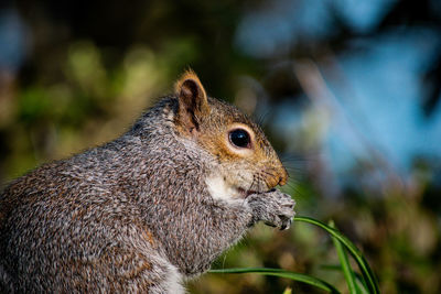 Squirrel Animal