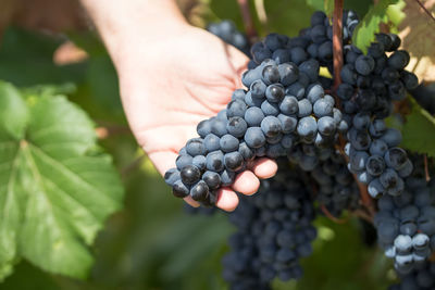 Grapes harvest.