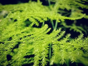 Close-up of fern leaves