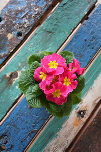 High angle view of pink flowers on wood