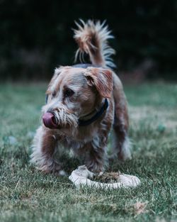 Dog running in field