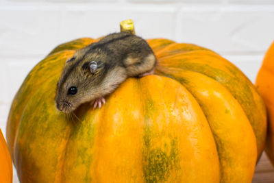 A brown hamster crawls from above on an orange pumpkin on a white background. childbirth concept.