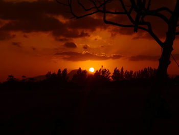 Silhouette trees on field against orange sky