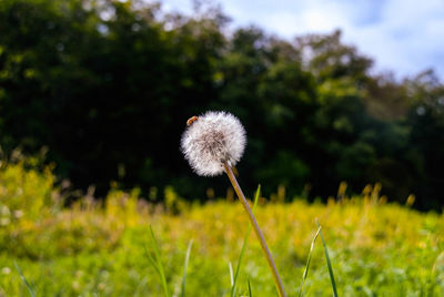 Close-up of dandelion on field