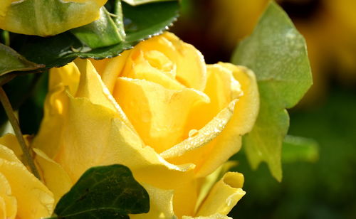 Close-up of yellow flower