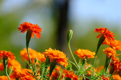 Close-up of orange flowering plant