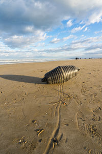 Buoy from the sea on the shore