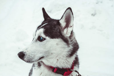 Close-up of a dog looking away