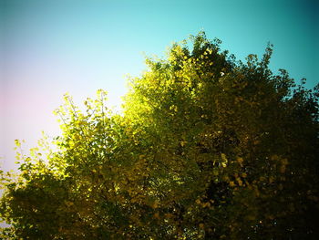 Low angle view of tree against sky