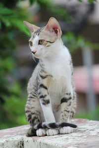 Close-up of cat sitting outdoors