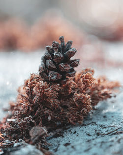 Close-up of pine cone on tree during winter