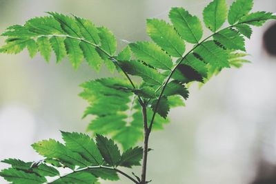 Close-up of leaves