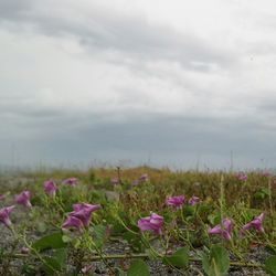 Close-up of pink crocus flowers blooming on field