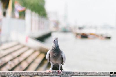 Close-up of pigeon perching on railing