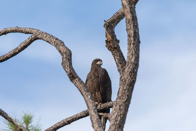 Juvenile bald eagle haliaeetus leucocephalus bird of prey perches on a branch above a swamp