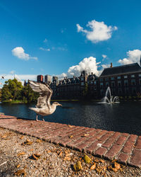 Seagulls flying over river in city against sky