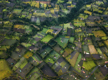 High angle view of agricultural field