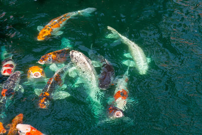 High angle view of fish swimming in sea