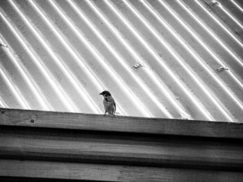 High angle view of person walking on walkway