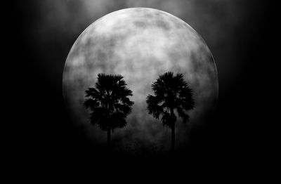 Low angle view of tree against moon at night