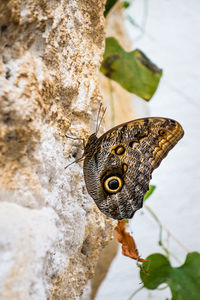 High angle view of butterfly on leaf