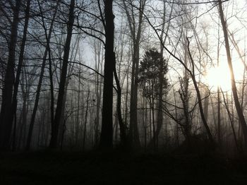 Silhouette of trees in forest