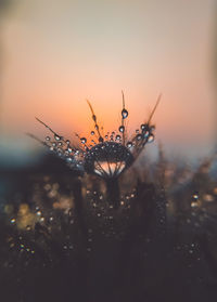 Close-up of dandelion flower against sky during sunset