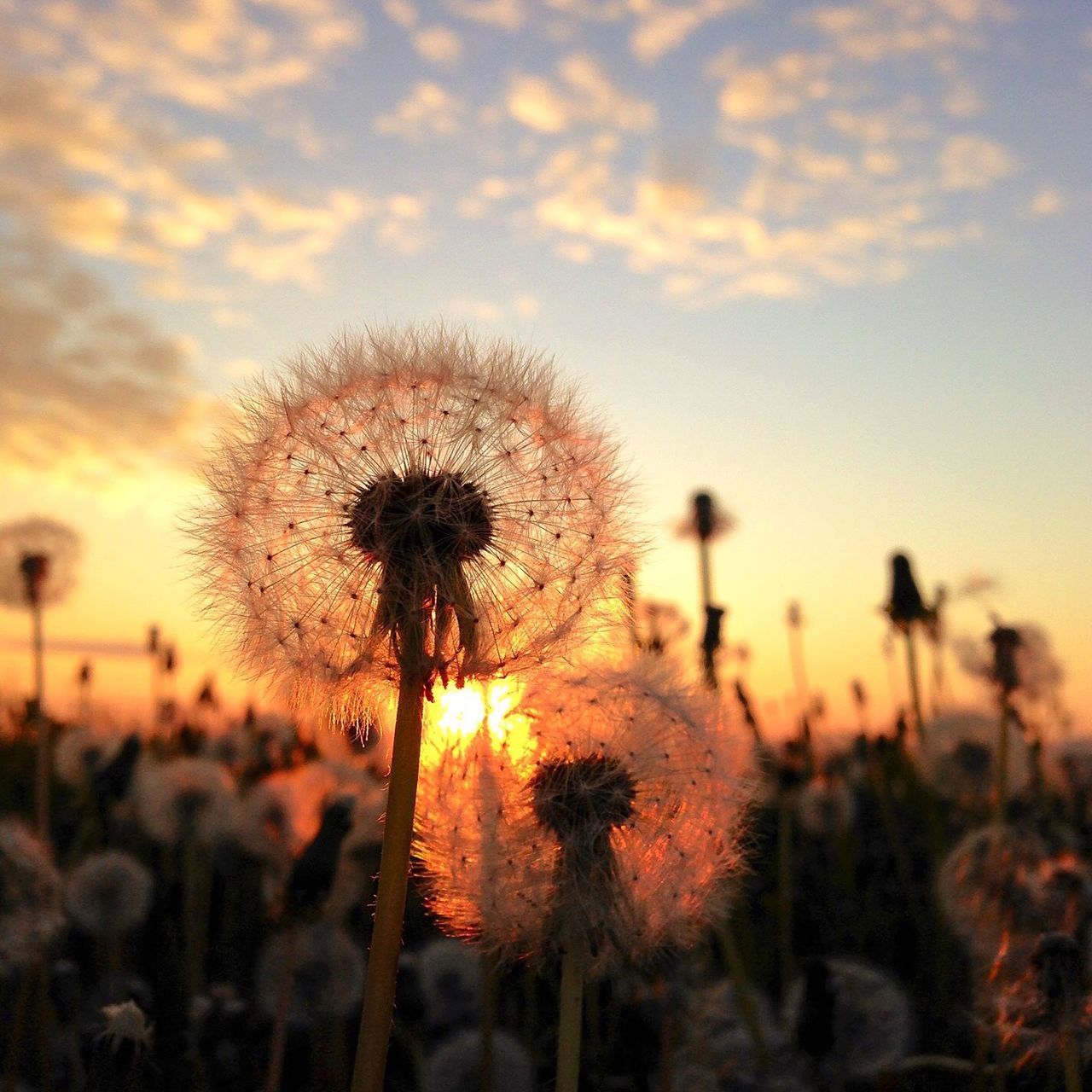 flower, dandelion, growth, sunset, beauty in nature, freshness, sky, fragility, flower head, nature, focus on foreground, stem, silhouette, plant, field, close-up, blooming, outdoors, uncultivated, in bloom