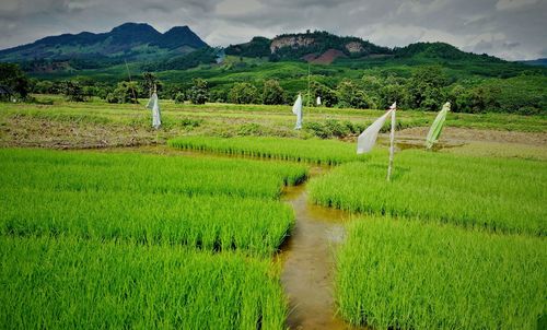 Scenic view of rice paddy field