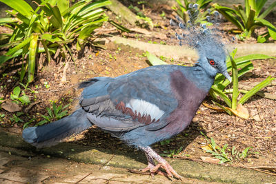 Close-up of bird perching on a field