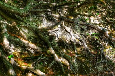 Full frame shot of tree trunk