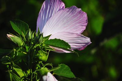 Close-up of purple flowering plant