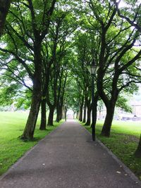 Road passing through forest