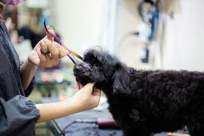 Midsection of woman grooming dog