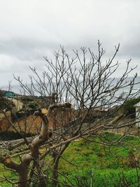 Bare tree on field against sky