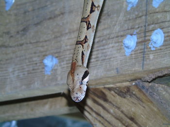 Low angle view of boa constrictor
hanging on wood against wall