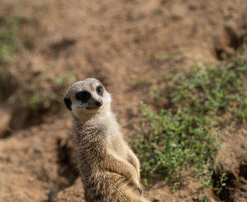 meerkat