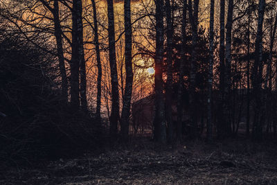 Trees growing in forest