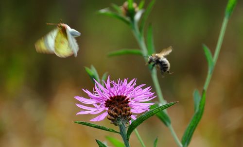 Close-up of insect pollinating on purple flower