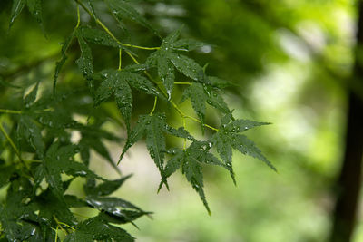 Close-up of wet leaves on tree