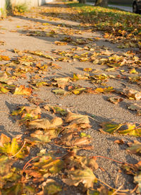 Close-up of dry maple leaves