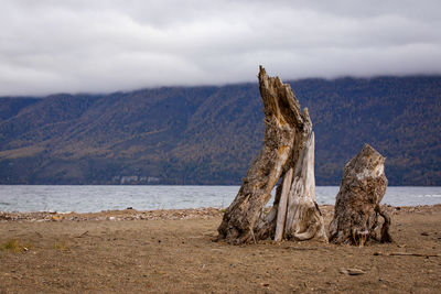 Dead tree on rock by sea against sky