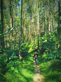 Rear view of women walking in forest