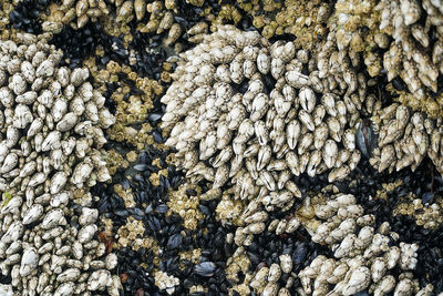 Full frame shot of berries