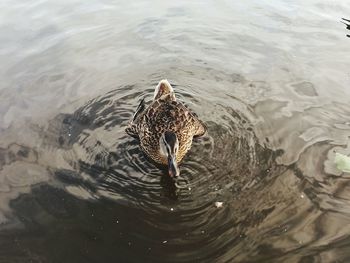 High angle view of duck swimming in lake