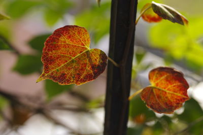Close-up of orange leaves on plant
