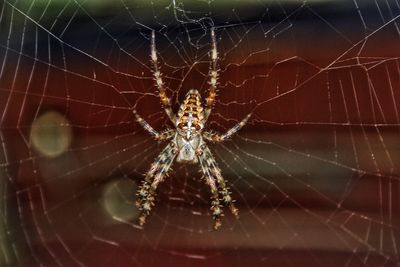 Close-up of spider on web