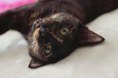 Close-up portrait of a cat